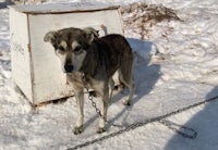 a husky dog standing next to a box in the snow