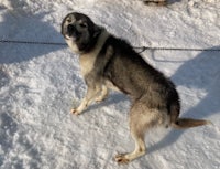 a husky dog standing in the snow on a chain