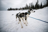 two huskies on a leash in the snow