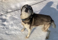 a husky dog standing in the snow