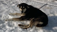a black and brown dog laying in the snow