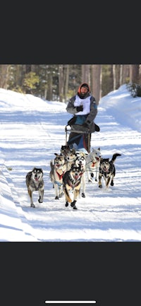 a group of huskies are running down a snowy path